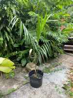 Royal_palm_tree