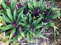 Bromeliad_(green_purple)